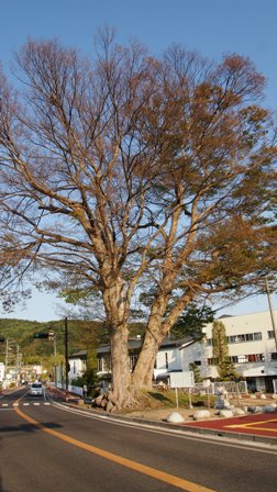 P5080196a.jpg