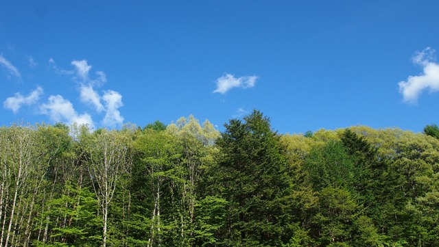 P5200615a.jpg