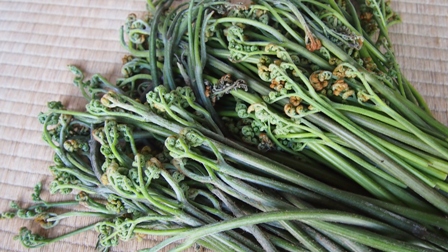 P5200617a.jpg