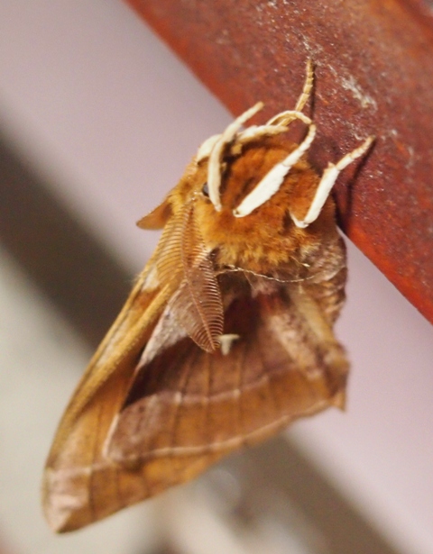 P5260648a.jpg