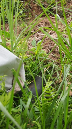 P6081030a.jpg