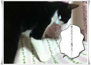 pan_20111117182158.jpg