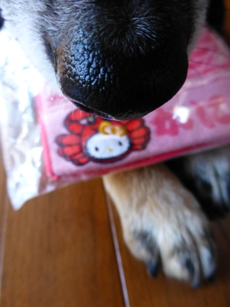 かに道楽キティ7