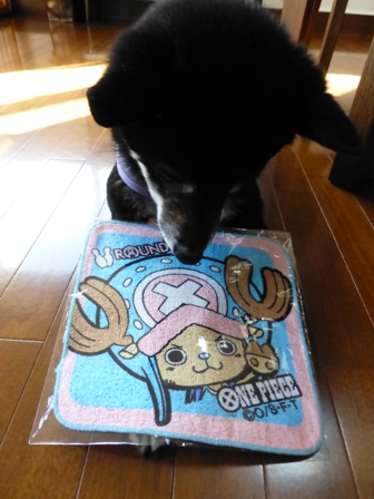 チョッパーミニタオル3
