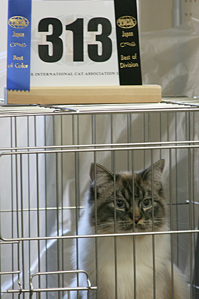 catshow05.jpg