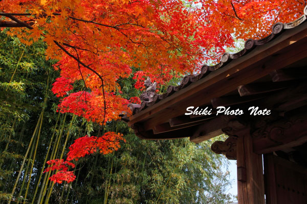 京都 光悦寺の紅葉 秋 彩景