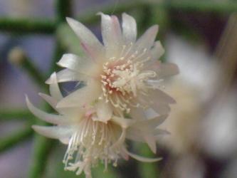 森林性葦サボテン～リプサリス　ピロカルパ～和名：朝の霜・天竜下り・髭赤葦(Rhipsalis pilocarpa)～かわいく色付く花♪～ 2013.01.27
