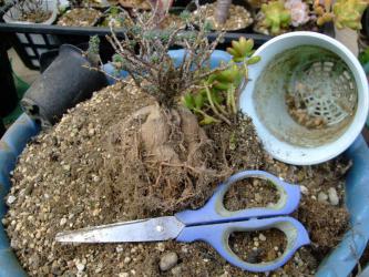 トリコディアデマ　姫紅小松がいましたよ～♪セダム　松の緑と一緒～根土をとって植え替えます♪2013.02.05