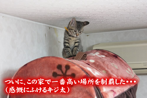 キジ太、我が家を制覇する