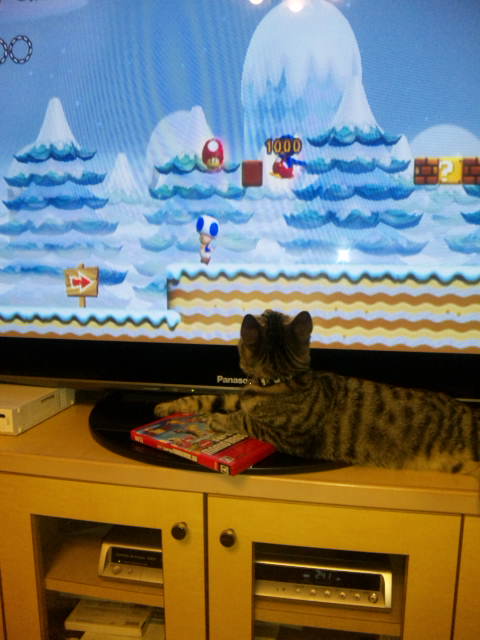 マリオプレイ中。
