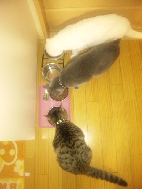 三色猫ごはん