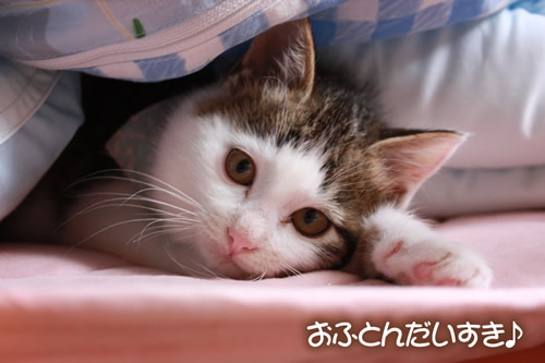 お布団でお昼寝だよ