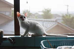 窓際の美猫