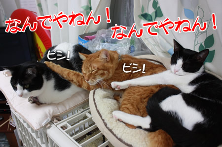 ツッコ2連弾。