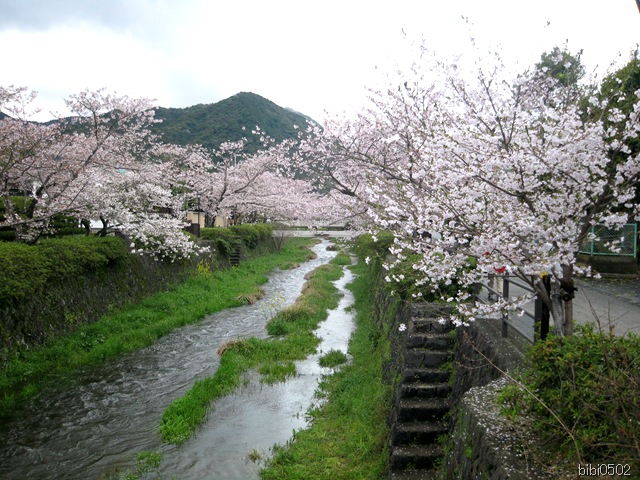一の坂川の桜の写真 山口市後河原 シンとビビの山口県のおすすめ観光スポット