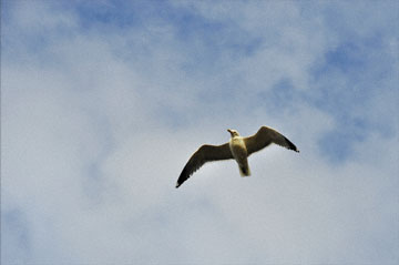 blog Mt. View, Sea Gull_DSC0165-3.18.12
