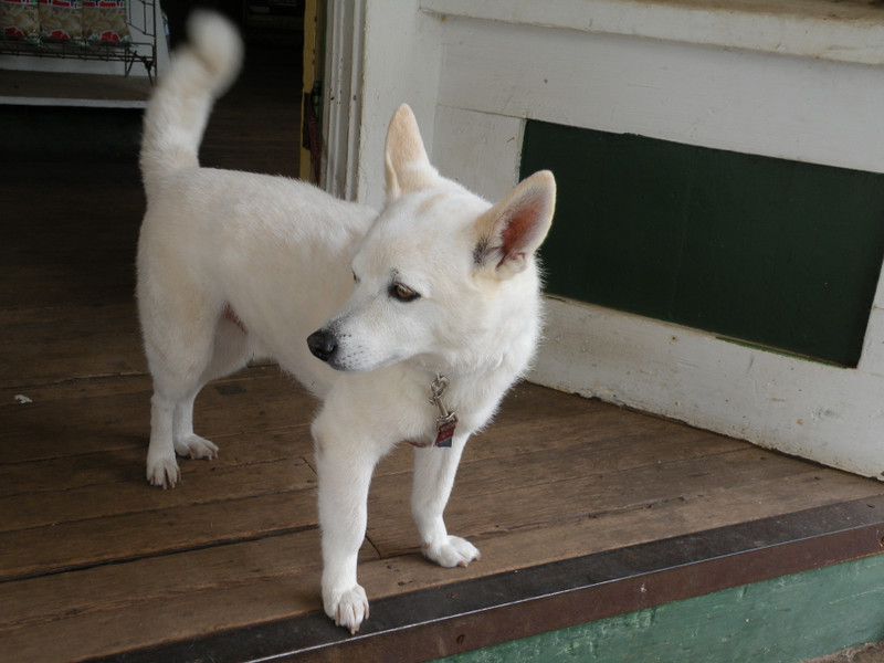 マウイ11 ３ 海の犬 山の犬 ようこそ ゆこまるの部屋へ