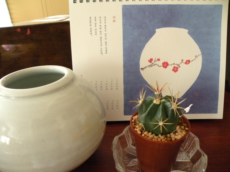 仙人掌の花が咲きました ようこそ ゆこまるの部屋へ