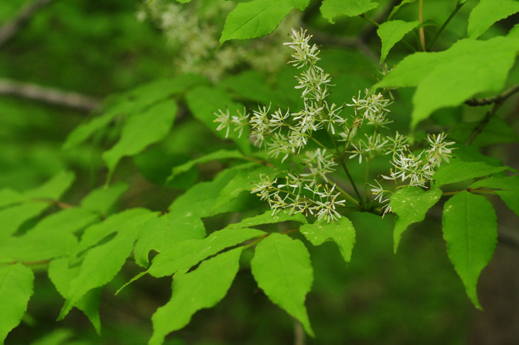 似ている木の花 蔵王のふもとから